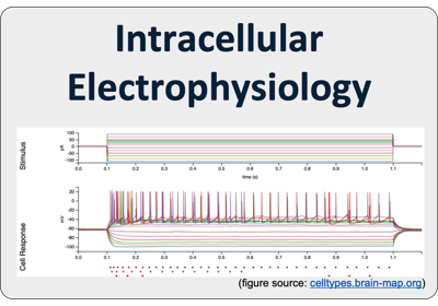Intracellular Electrophysiology